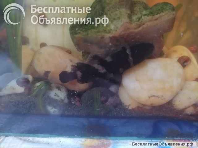 Сомик касатка