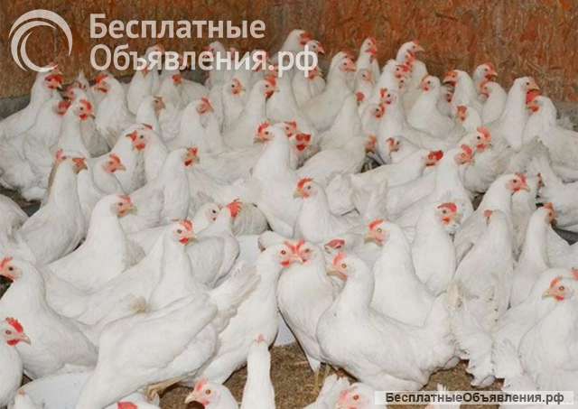 Куры-несушки (молодняк)