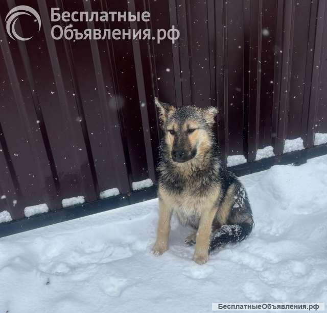 Щенки 6 месяцев помесь ВЕО