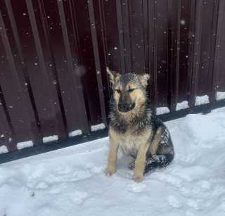 Щенки 6 месяцев помесь ВЕО