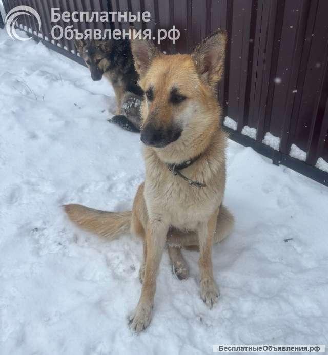 Щенки 6 месяцев помесь ВЕО