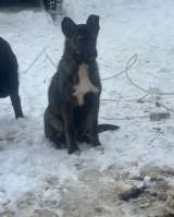 Щенки 6 месяцев помесь ВЕО