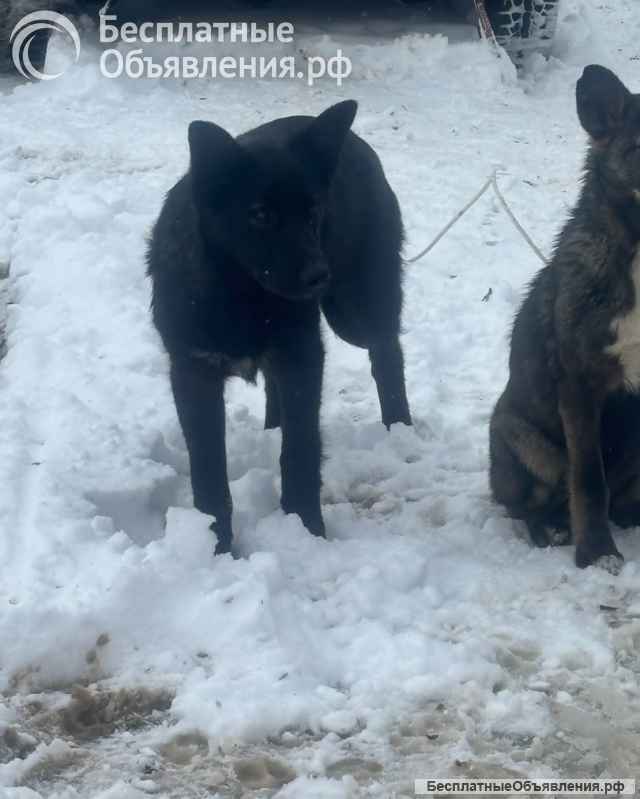 Щенки 6 месяцев помесь ВЕО