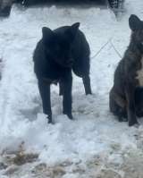 Щенки 6 месяцев помесь ВЕО