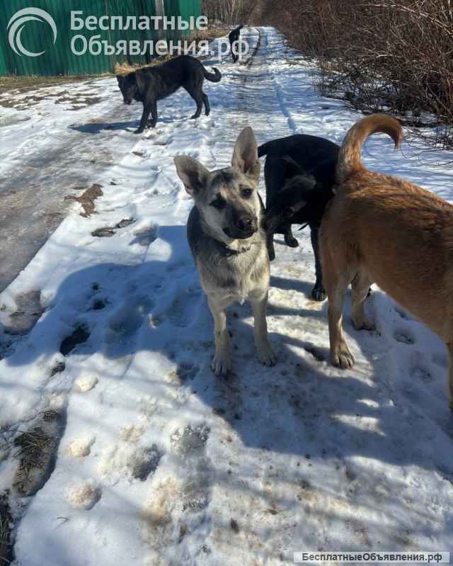 Щенки 6 месяцев помесь ВЕО