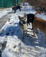 Щенки 6 месяцев помесь ВЕО