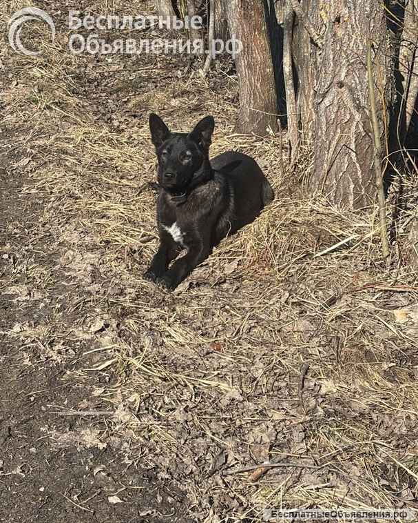 Щенки 6 месяцев помесь ВЕО