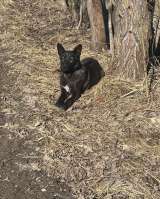 Щенки 6 месяцев помесь ВЕО