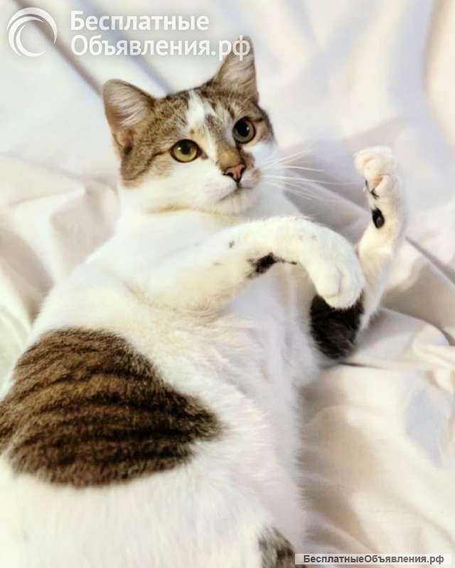 Классный котэ ищет дом