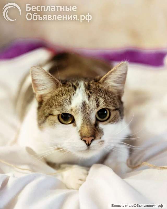 Классный котэ ищет дом