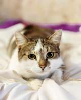 Классный котэ ищет дом