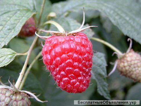 Саженцы малины оптом и в розницу