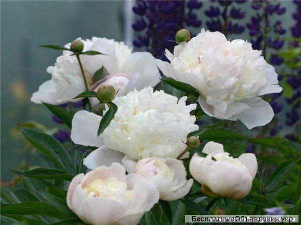 Саженцы пион оптом и в розницу