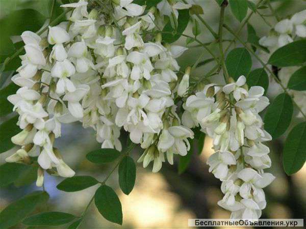 Саженцы акации белой оптом и в розницу