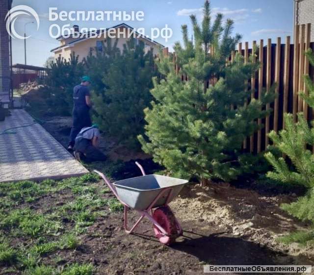 Живое Дерево - Проверенные решения для озеленения