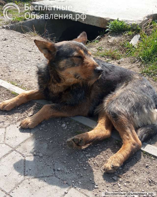 Милая, добрая девочка-собачка ищет дом