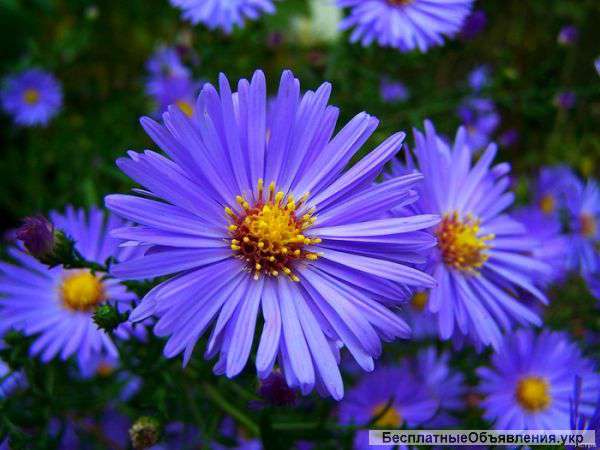 Астра осенняя оптом и в розницу