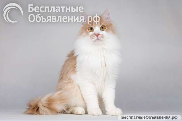 Пирожок - котик, который улыбается