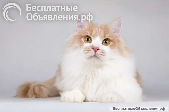 Пирожок - котик, который улыбается