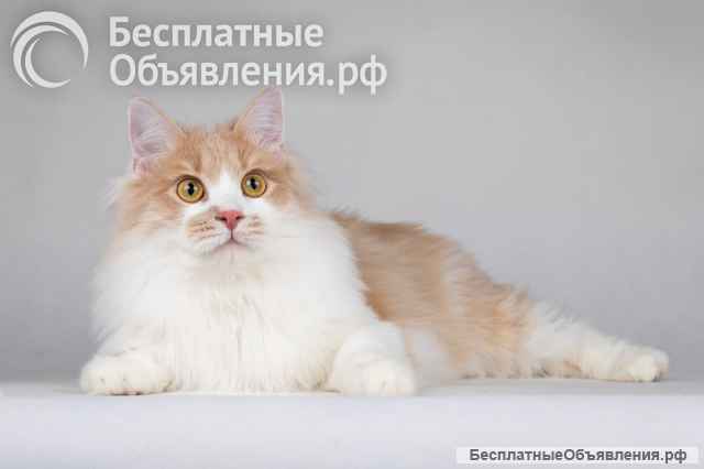 Пирожок - котик, который улыбается