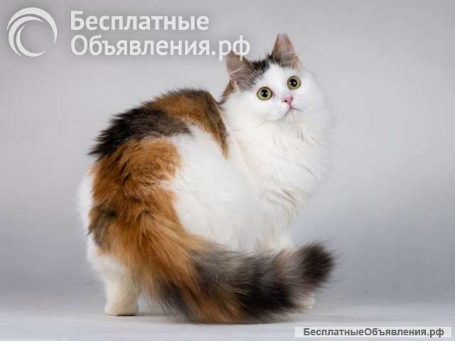 Ласковая Зая, котёнок-подросток, девочка, трёхцветка