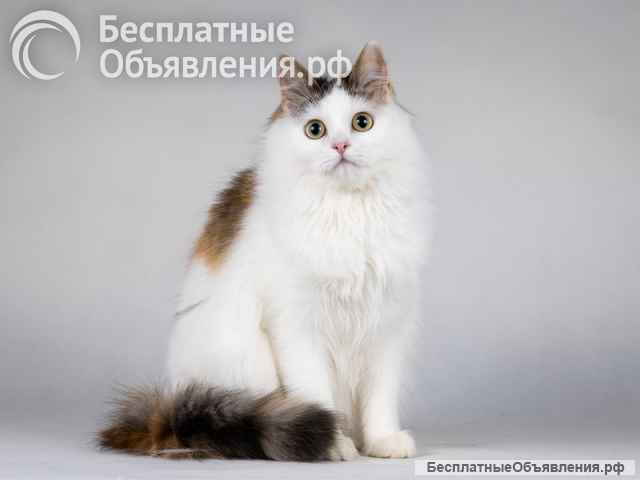 Ласковая Зая, котёнок-подросток, девочка, трёхцветка