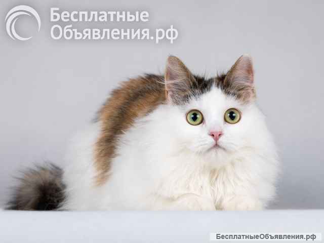 Ласковая Зая, котёнок-подросток, девочка, трёхцветка