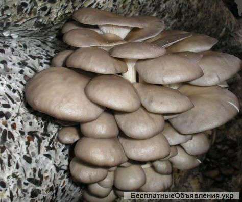 Готовые гибные блоки вешанки