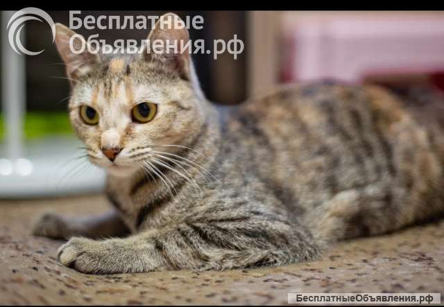 Шикарная кошка Афина ищет дом