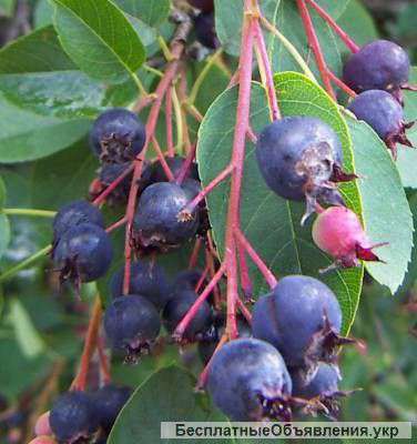 Саженцы ирги оптом и в розницу