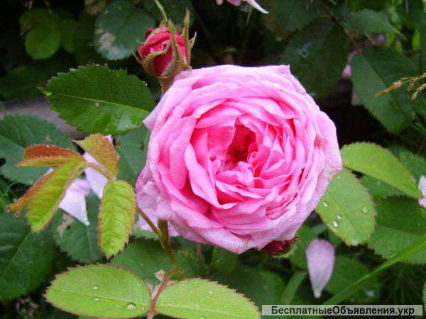 Саженцы чайной розы оптом и в розницу