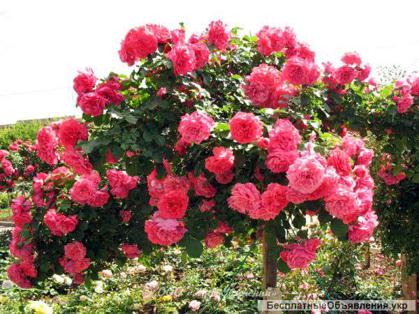 Саженцы розы розариум юзентерн оптом и в розницу