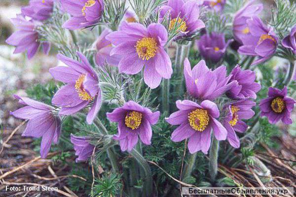 Саженцы цветов