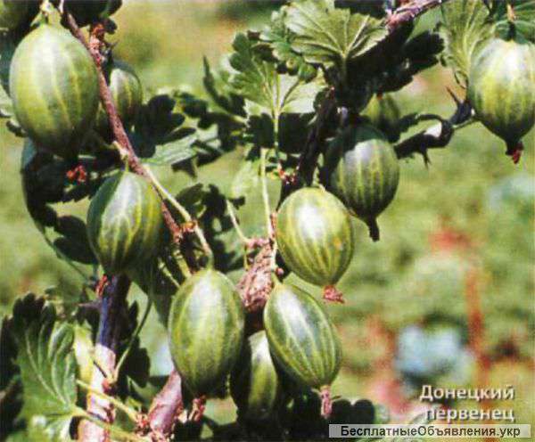 Саженцы крыжовника донецкий первенец