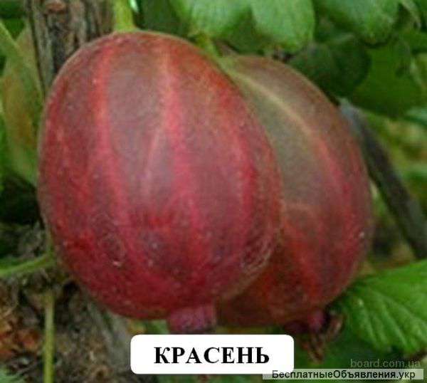 Саженцы крыжовника красень