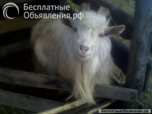 Козёл козлик - обмен