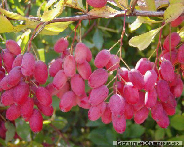 Саженцы барбариса амурского оптом и в розницу
