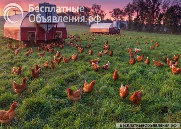 400 соток на севере Московской области