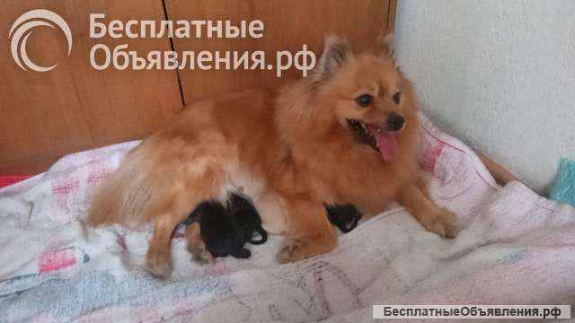 Щенков немецких шпицов