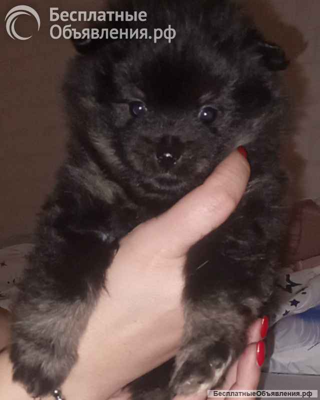 Щенков немецких шпицов