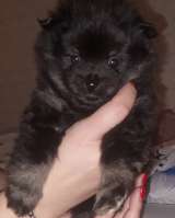 Щенков немецких шпицов