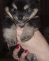 Щенков немецких шпицов