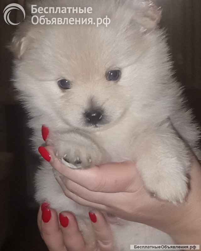 Щенков немецких шпицов