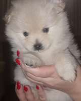 Щенков немецких шпицов