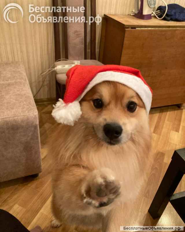 Щенков немецких шпицов