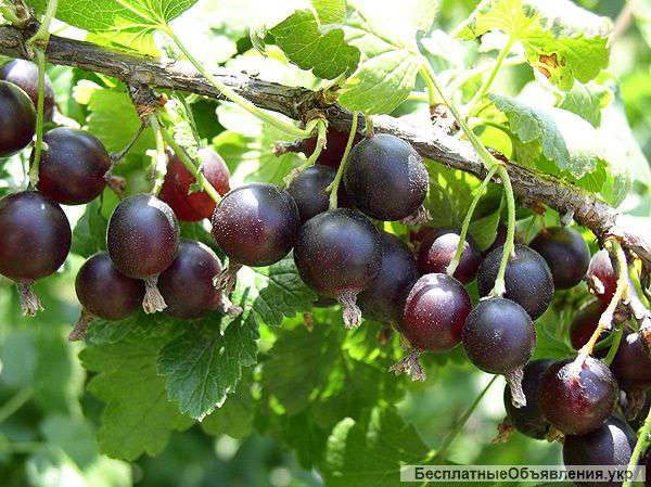 Саженцы йошты оптом и в розницу