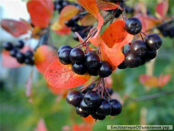 Саженцы рябины черноплодной