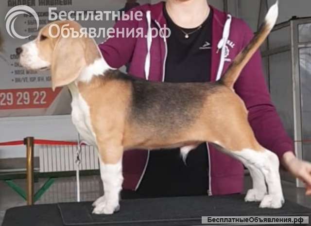 Щенки Бигль от чемпионов РКФ и России