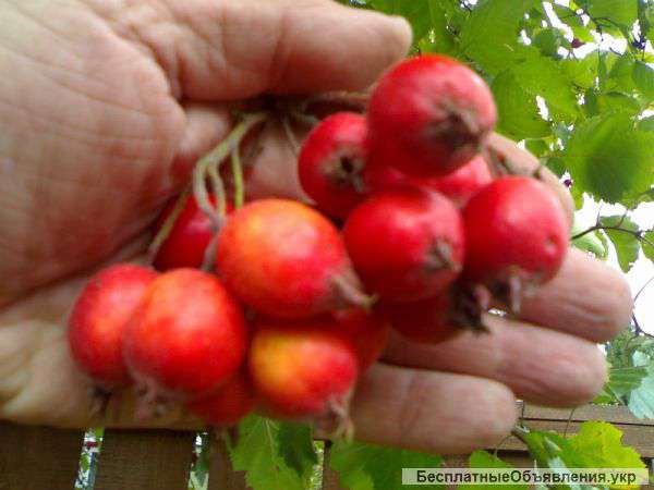 Саженцы боярышника крупноплодного арнольда