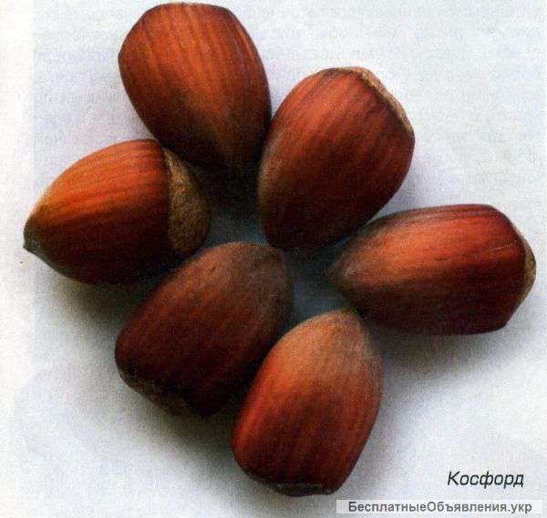 Саженцы фундука косфорд